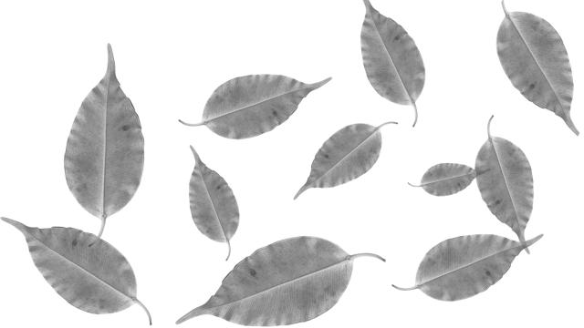 Stichting de Maliebaan